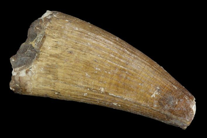Fossil Crocodile (Goniopholis) Tooth - Aguja Formation, Texas #116673